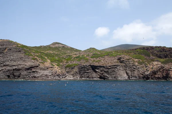 Colonia di gabbiani, Isola di Capraia — Foto Stock