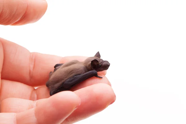 Pequeno morcego de bebê na mão — Fotografia de Stock