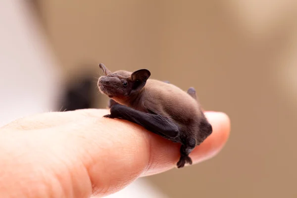 Bebê morcego sentado no dedo — Fotografia de Stock