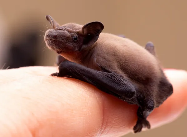 Morcego de bebê (Pipistrellus pipistrellus ) Fotografias De Stock Royalty-Free