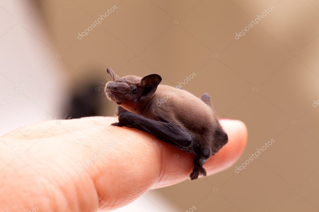 Baby Bat Sitting On Finger Stock Photo By C Shopartgallery