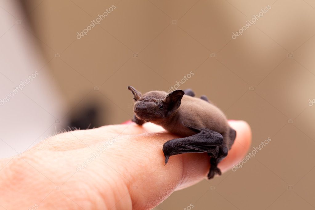 Cute Baby Bat Stock Photo Image By C Shopartgallery