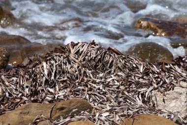 Kuru posidonia deniz yosunu