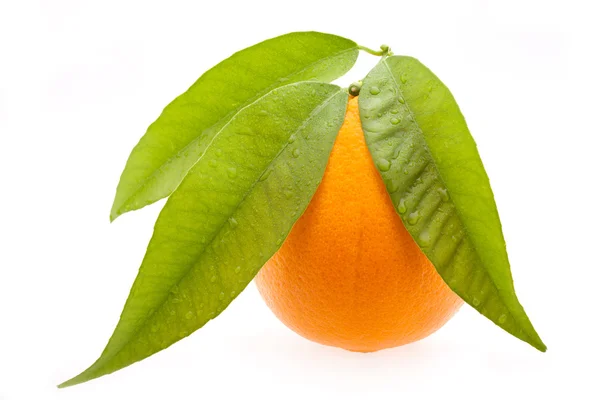 Fechar de cor laranja — Fotografia de Stock