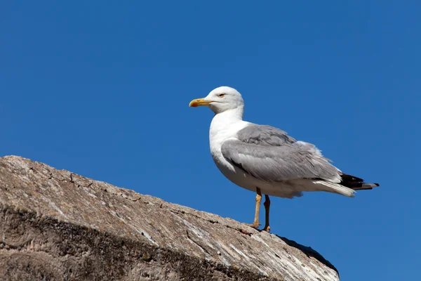 stock image Seagull On Old Wall