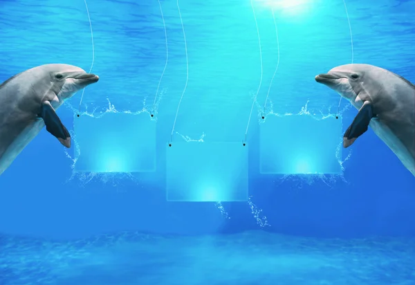 Banners subaquáticos com golfinhos — Fotografia de Stock