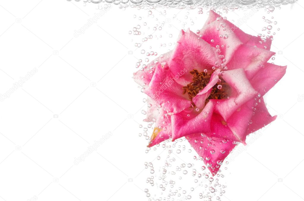 Beautiful underwater pink rose
