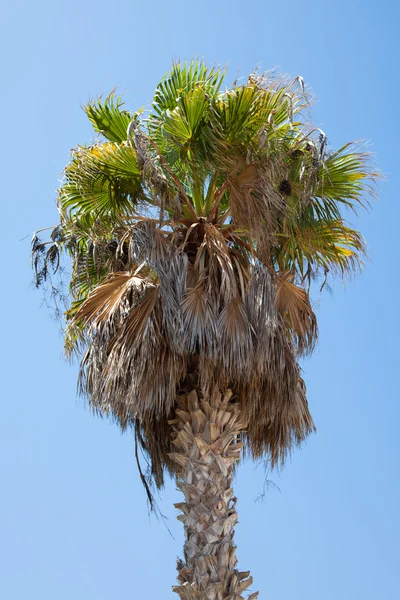 stock image Palm tree