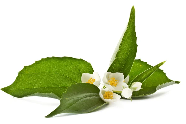 Blooming jasmine — Stock Photo, Image