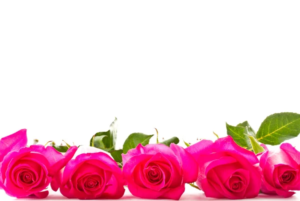 Яркие красивые розовые розы — стоковое фото