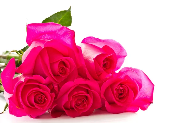 Brilhante belas rosas rosa — Fotografia de Stock