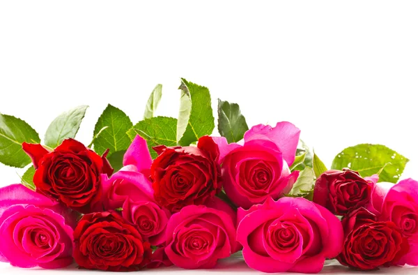 Яскраві красиві рожеві троянди — стокове фото