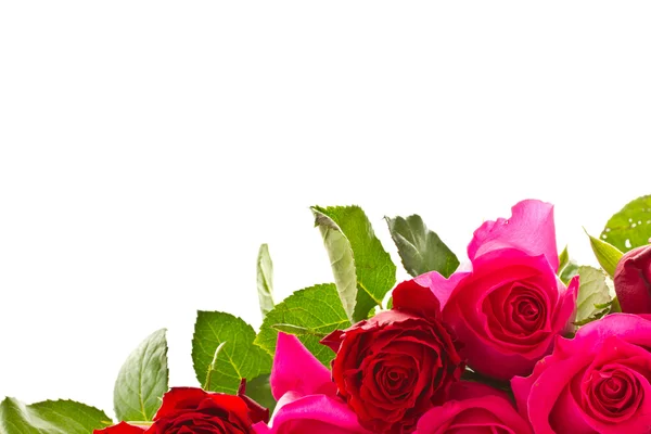 明亮美丽的粉红色玫瑰 — 图库照片