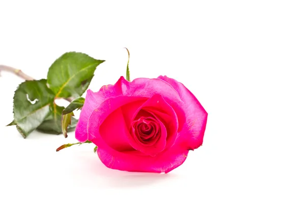 Rosa. Imagen De Stock