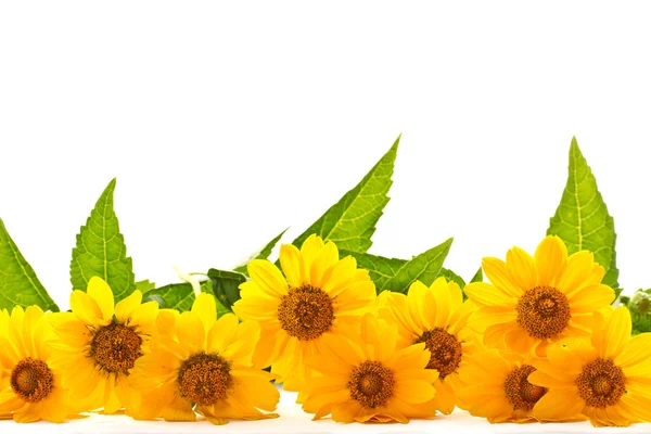 Yellow daisies — Stock Photo, Image