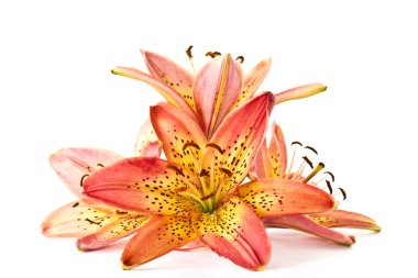 Lily orange clipart