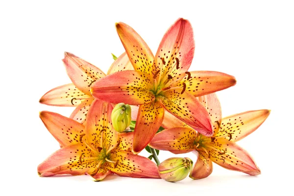 Laranja Lily — Fotografia de Stock