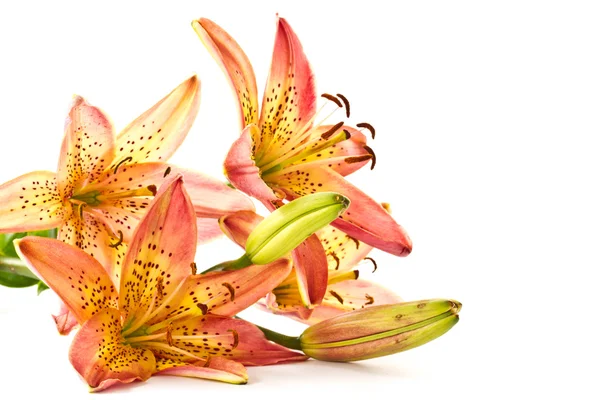 Lily orange — Stock Photo, Image