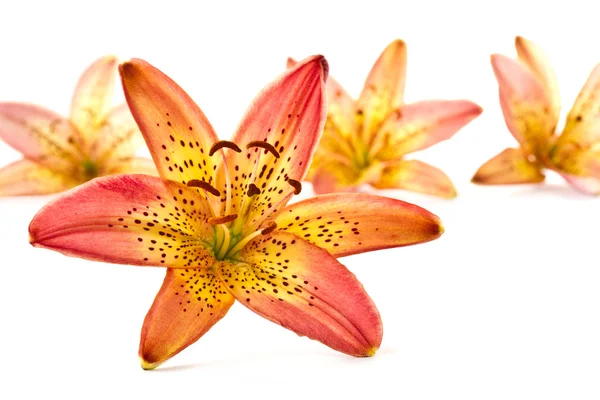 Lily orange — Stock Photo, Image