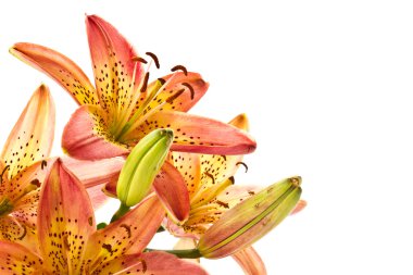 Lily orange clipart