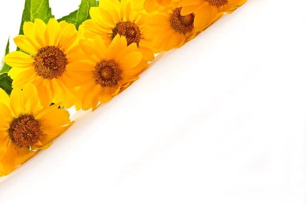 黄色雏菊 — 图库照片