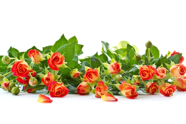 Buquê de rosas vermelhas Imagens Royalty-Free