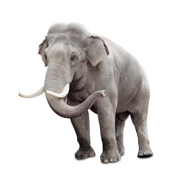 Elephant with stretched trunk isolated with clipping path — Stock Photo ...