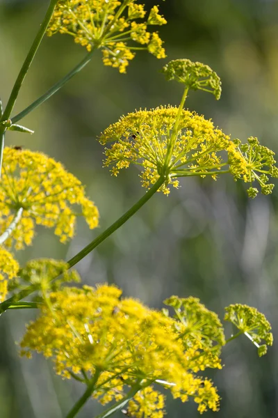 stock image Wild fennel