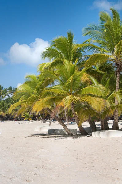 Fantástica praia tropical na península de Samana, na República Dominicana — Fotografia de Stock