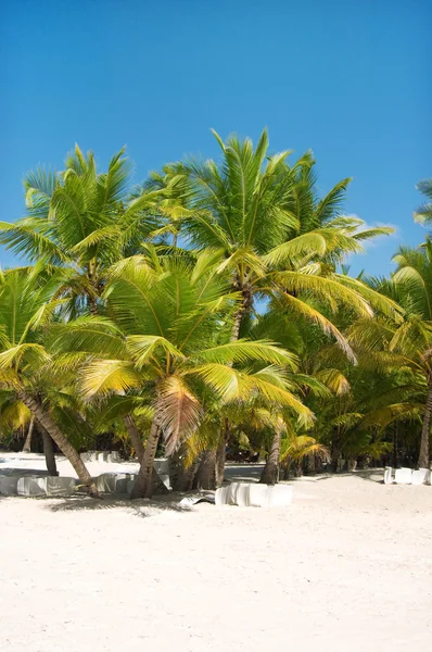 Fantastique plage tropicale sur la péninsule de Samana en République dominicaine — Photo