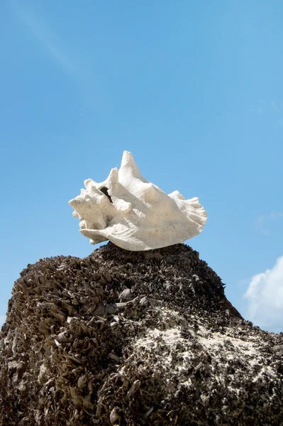 Snow-white shell Rapana on the stump against the blue sky — Stock Photo, Image