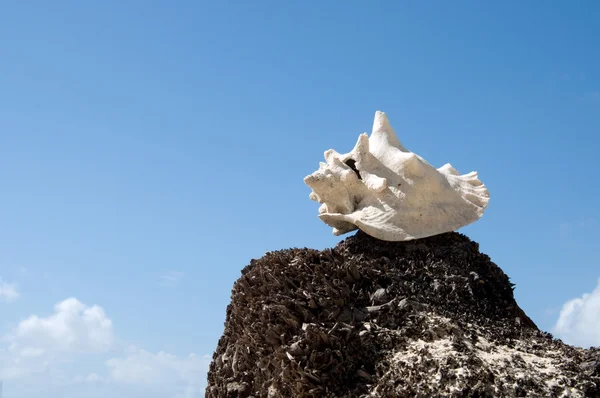Shell Branca de Neve Rapana no toco contra o céu azul — Fotografia de Stock