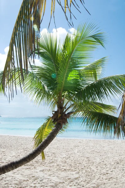 Traumhafter tropischer Strand auf der Halbinsel Samana in der Dominikanischen Republik — Stockfoto