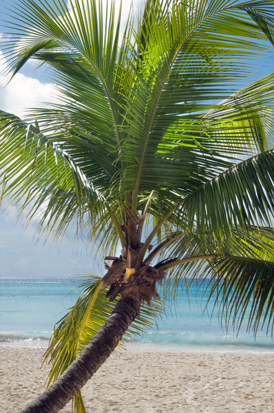 Fantastic tropical beach on the peninsula of Samana in the Dominican Republic