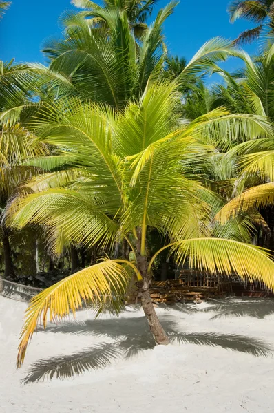 Fantástica playa tropical en la península de Samaná en la República Dominicana —  Fotos de Stock
