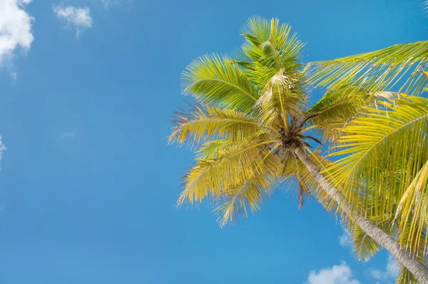 Palm Trees In Front Of Azure Skyline. — Stock Photo, Image
