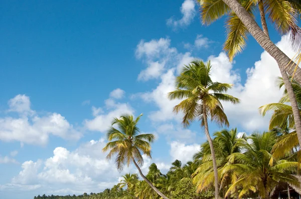 Пальмові дерева перед блакитні горизонт. — стокове фото