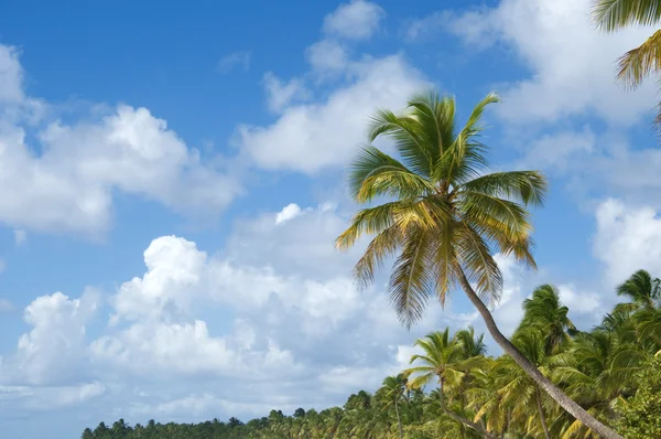 Palmetrær foran Azure Skyline . – stockfoto