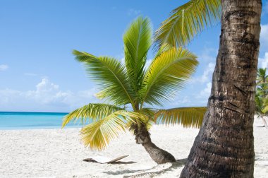 Fantastic tropical beach on the peninsula of Samana in the Dominican Republic clipart