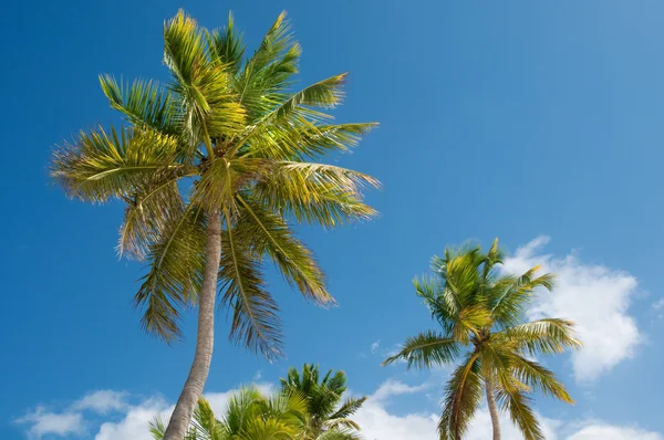 Palmy przed panoramę Lazur. — Zdjęcie stockowe