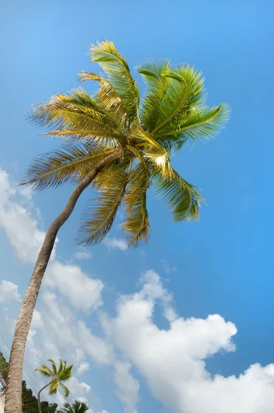 Palm Trees In Front Of Azure Skyline. — Stock Photo, Image