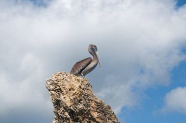 bir kayaya mavi gökyüzü gri Pelikan