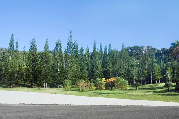 stock image Summer park, trees