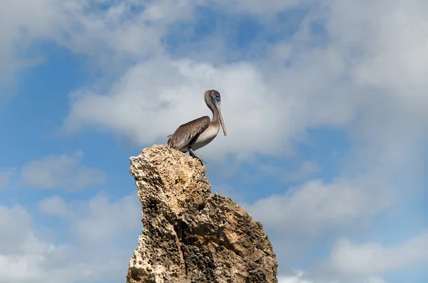 Graupelikan auf einem Felsen gegen den blauen Himmel — Stockfoto