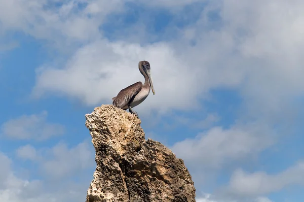 Cinza pelicano em uma rocha contra o céu azul — Fotografia de Stock