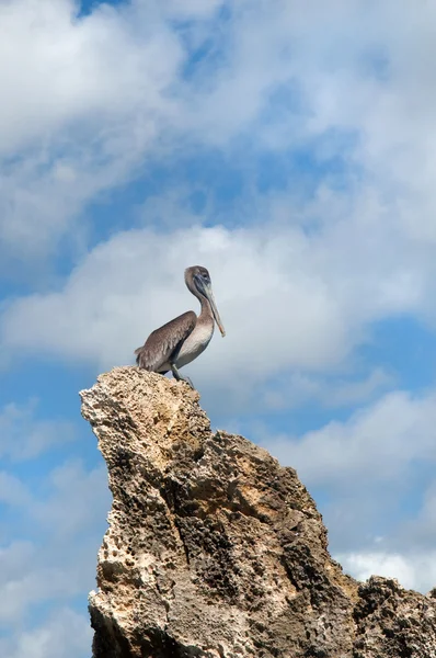 Gray pelican on a rock against the blue sky — Stock Photo, Image