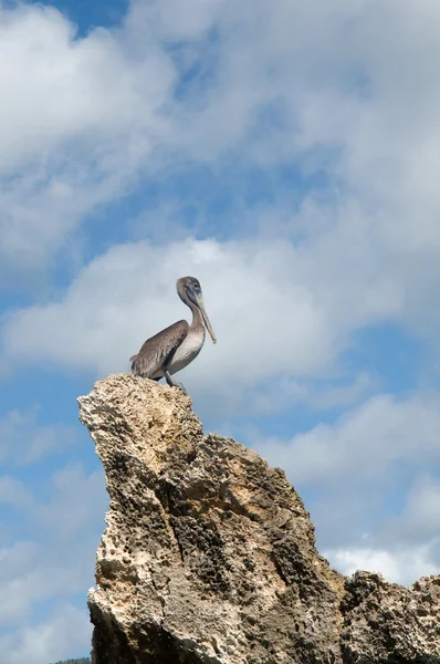 Szary Pelikan na skale przeciw błękitne niebo — Zdjęcie stockowe