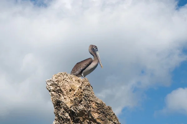 Сірий пелікан на скелі на фоні блакитного неба — стокове фото