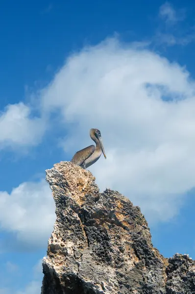 Bir kayaya mavi gökyüzü gri Pelikan — Stok fotoğraf