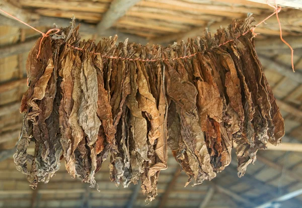 烟草叶片干上一根绳子在雪茄工厂在多米尼加共和国的屋顶下 — 图库照片
